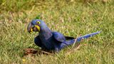 Laut WWF beherbergt das Pantanal ungefähr 650 Volgarten, darunter den Hyazinthara. Die Papgeien gehören zu den Blauaras