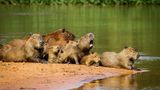 Wasserschweinde dösen an einem der unzähligen Flussufer. Im Jahr 2000 erklärte die Unesco das Pantanal zum Weltkulturerbe