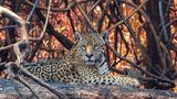 Ein Jaguar liegt auf verkohltem Untergrund, während hinter ihm das Gehölz leuchtet