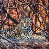 Ein Jaguar liegt auf verkohltem Untergrund, während hinter ihm das Gehölz leuchtet