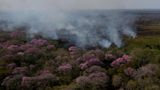 Vor vier Jahren wütete bereits ein historisches Feuer im Pantanal