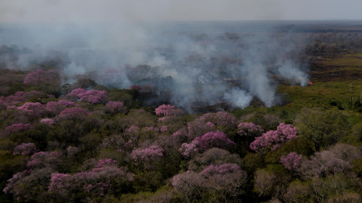 Vor vier Jahren wütete bereits ein historisches Feuer im Pantanal