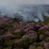 Vor vier Jahren wütete bereits ein historisches Feuer im Pantanal