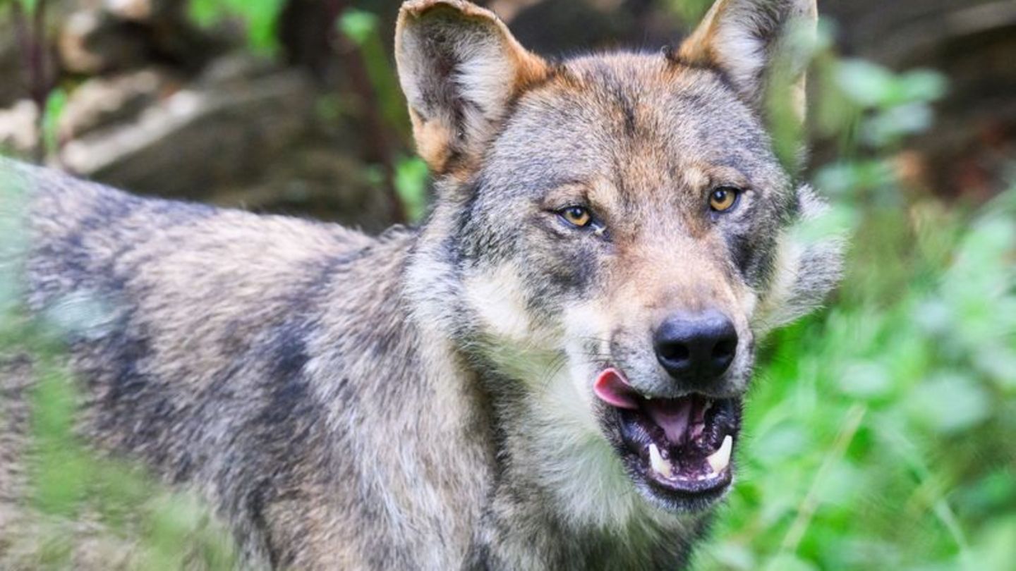 Umstrittenes Raubtier: SPD will weniger Schutz für den Wolf an der Küste