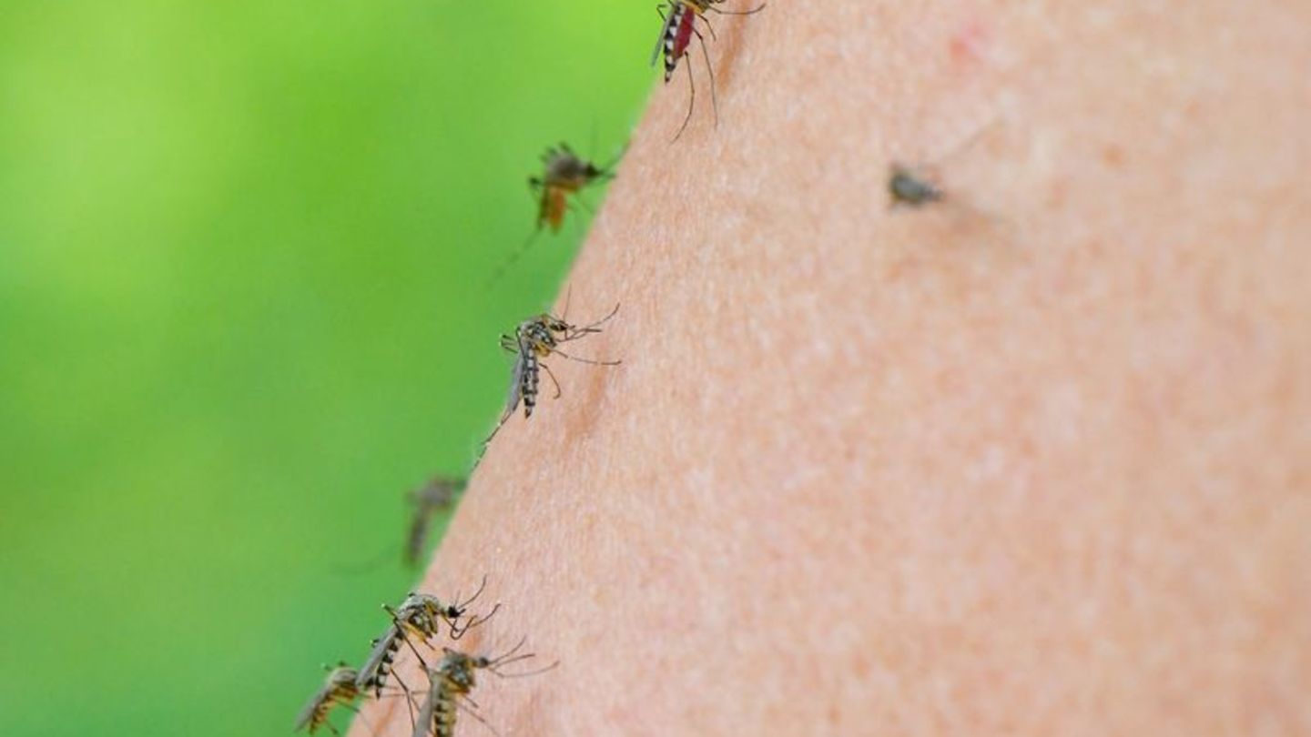 Insekten: Stechmücken-Experte: Plage wohl nicht vor August vorbei