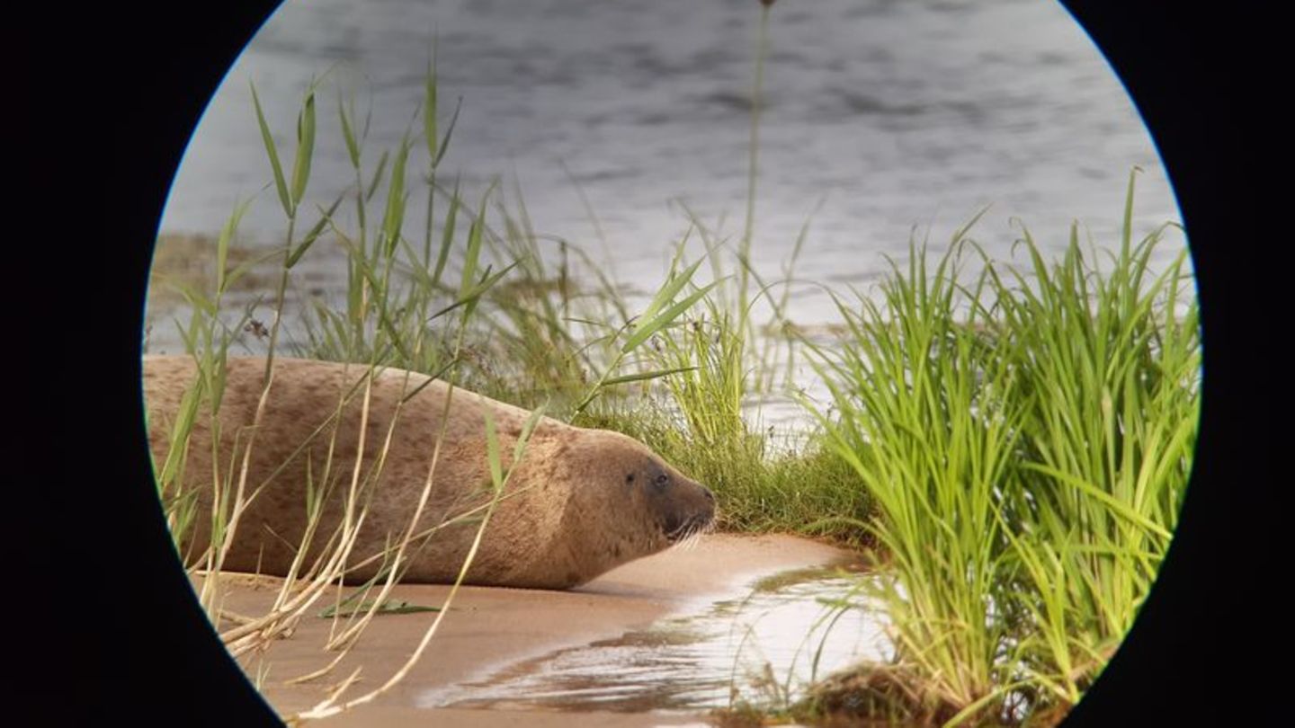 Tiere: Seehund tummelt sich in der Oder bei Schwedt
