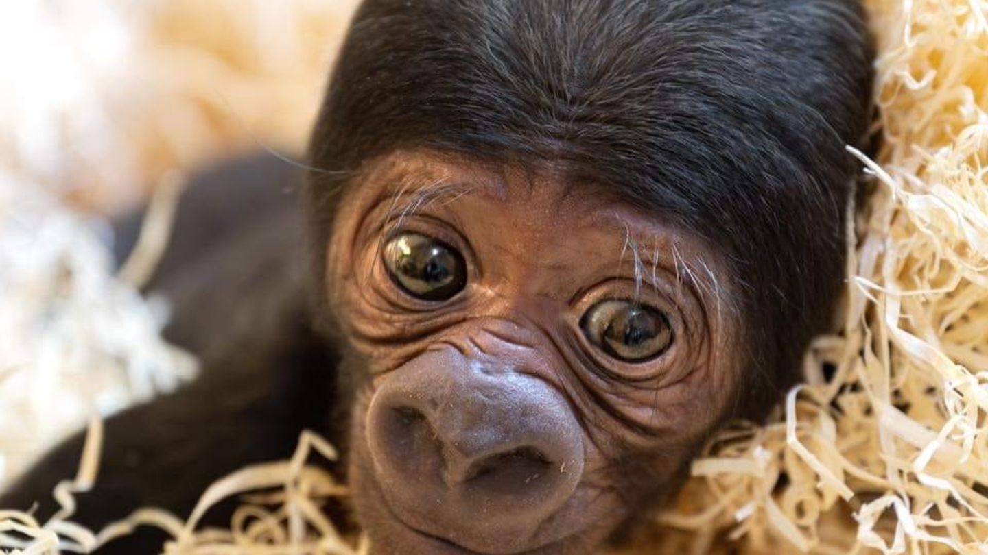 Zoo-Leben: Ach, wie niedlich! Tierbabys als Medienstars