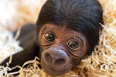 Gorillababy aus Oberösterreich