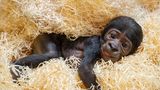 Gorillababy aus Oberösterreich