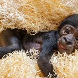 Gorillababy aus Oberösterreich