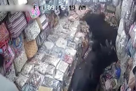 Eine Überwachungskamera zeichnete auf, wie zwei Stiere in ein indisches Taschengeschäft eindrangen, um dort miteinander zu kämpfen und erhebliche Schäden anzurichten. 