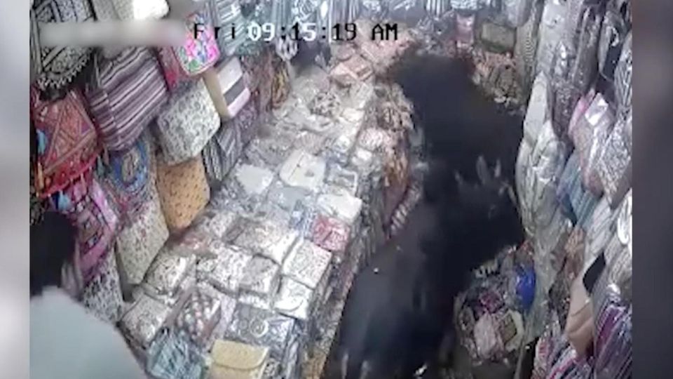 Eine Überwachungskamera zeichnete auf, wie zwei Stiere in ein indisches Taschengeschäft eindrangen, um dort miteinander zu kämpfen und erhebliche Schäden anzurichten. 
