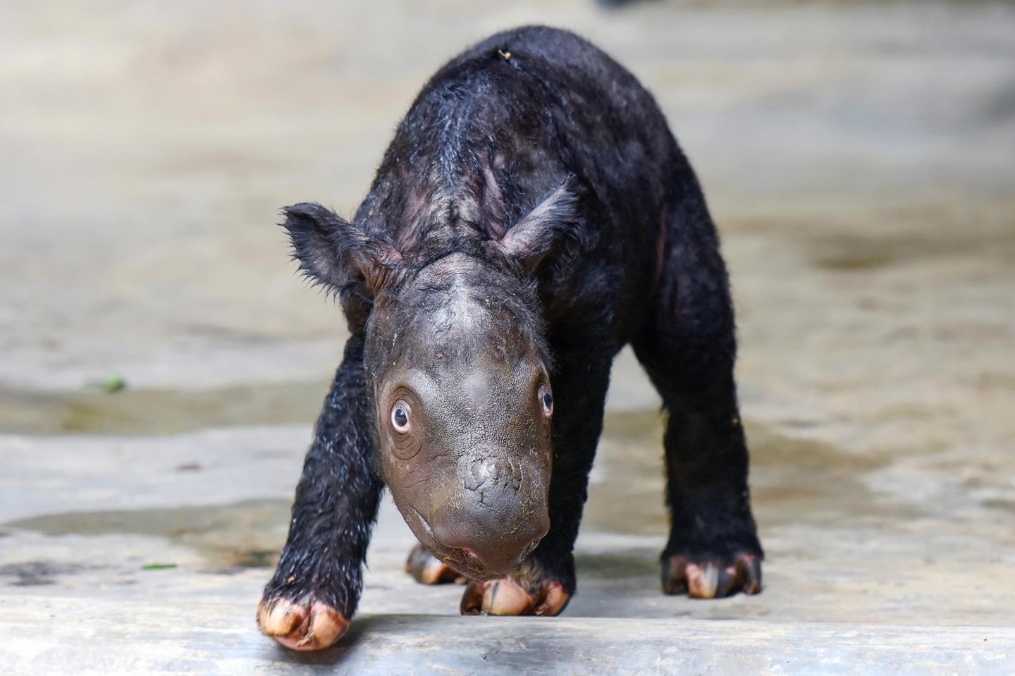 Sumatra-Nashorn-Kalb als Sensation Sumatra-Nashorn-Kalb als Sensation