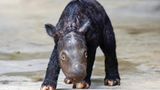 Sumatra-Nashorn-Kalb als Sensation