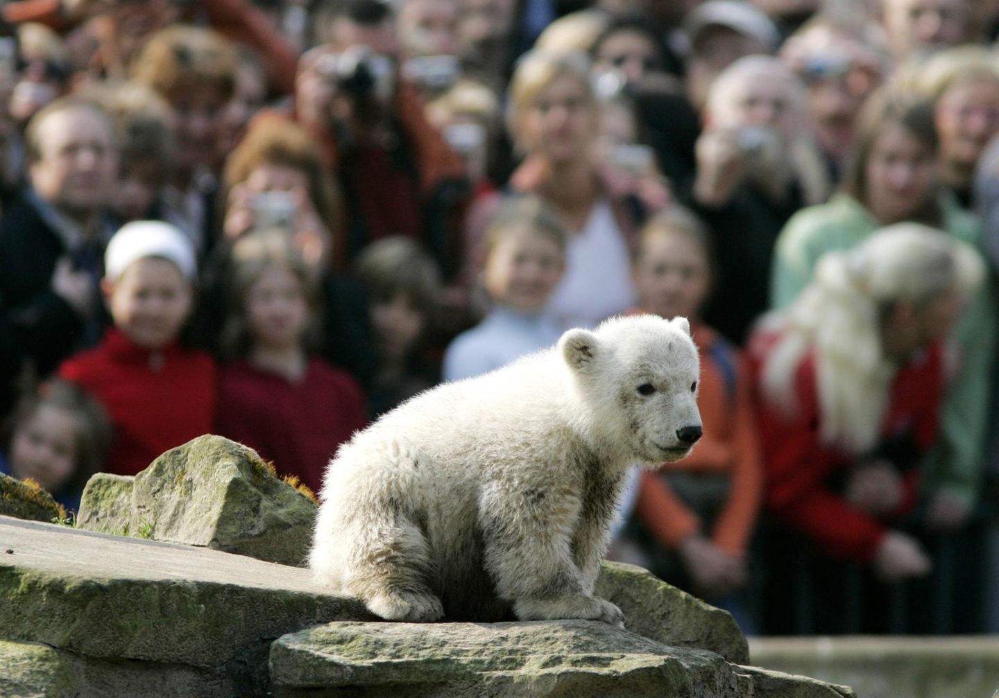 Weltstar Knut Weltstar Knut