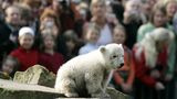 Weltstar Knut