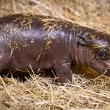 Berliner Zwergflusspferdbaby