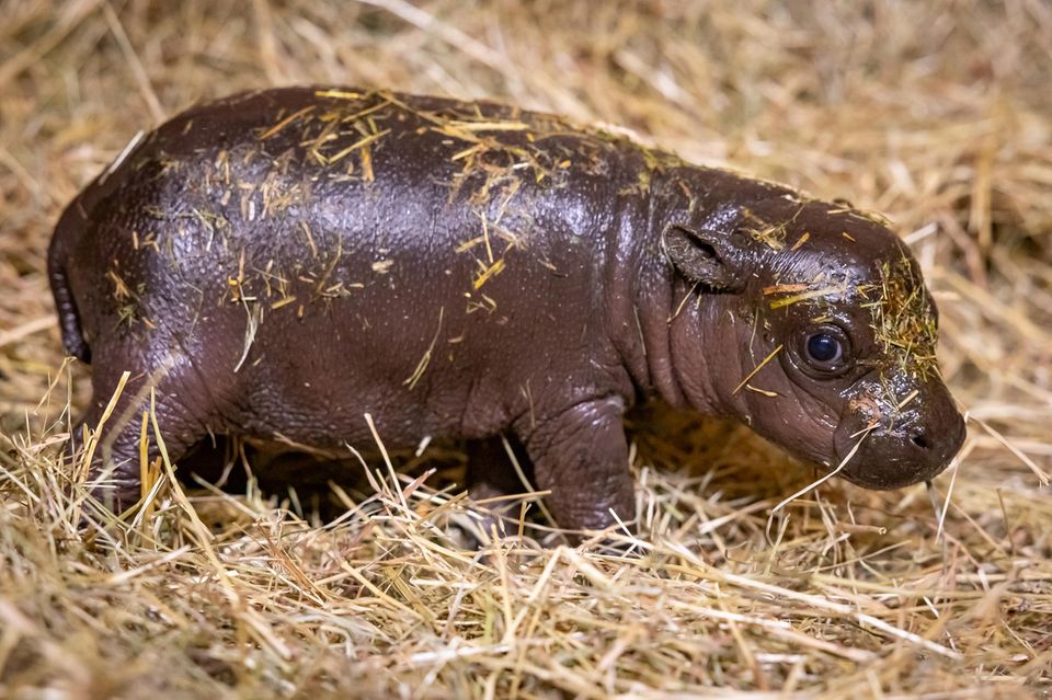 Süße Tierbabys Wie sie in Zoos zu Medienstars werden STERN.de