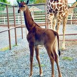 Einzige einfarbige Netzgiraffe der Welt