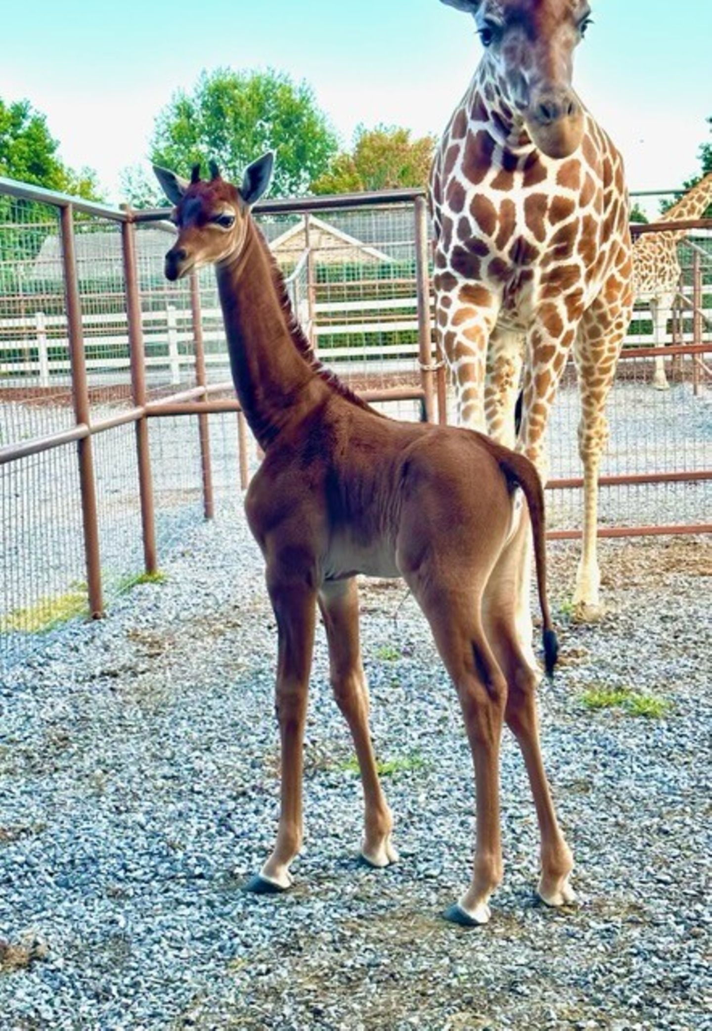 Einzige einfarbige Netzgiraffe der Welt