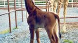 Einzige einfarbige Netzgiraffe der Welt