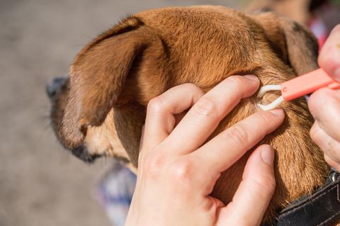 Zecken beim Hund: Was Hundebesitzer wissen sollten
