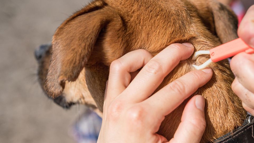 Zecken beim Hund: Was Hundebesitzer wissen sollten