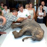 Mammut-Baby aus Sibirien