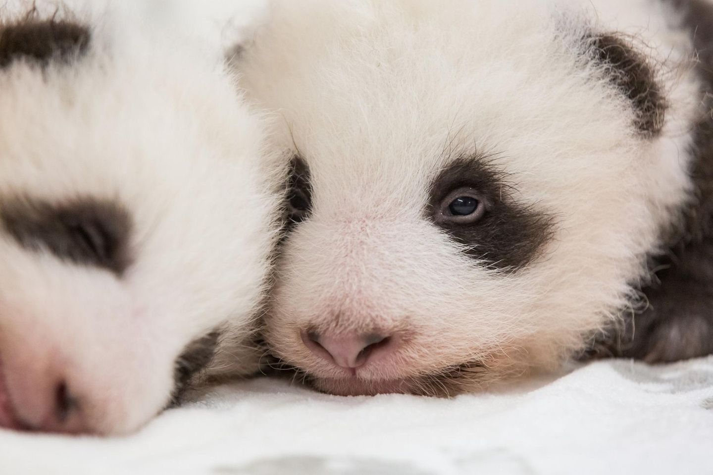 Panda-Nachwuchs in Berlin Panda-Nachwuchs in Berlin