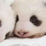 Panda-Nachwuchs in Berlin
