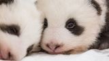 Panda-Nachwuchs in Berlin
