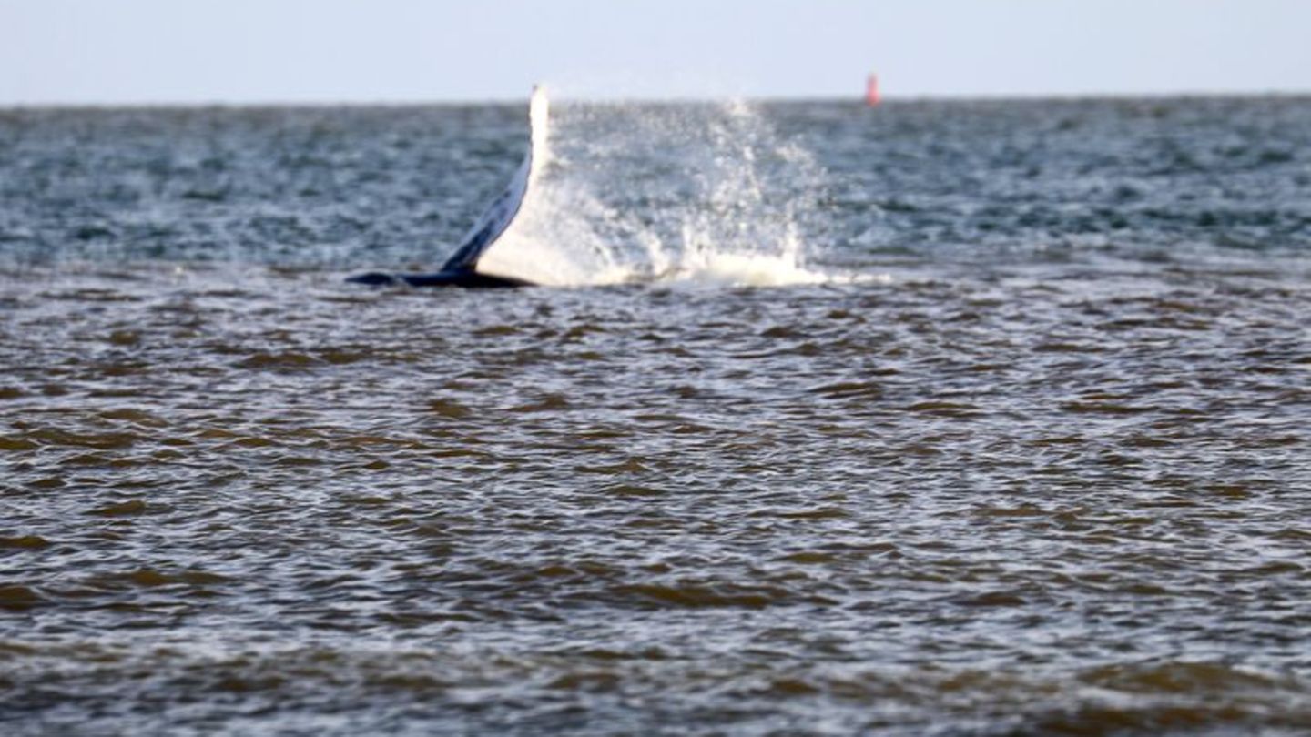 Meeressäugetier: Seltener Buckelwal in der Nordsee macht wohl Insel-Hopping