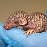 Seltener Star: Chinesischen Schuppentier