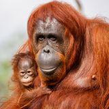 Orang Utan Luna mit Baby Stella begeistern zurzeit die Besucher des Zoos von Tempa, Florida