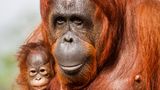 Orang Utan Luna mit Baby Stella begeistern zurzeit die Besucher des Zoos von Tempa, Florida