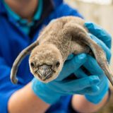 Humboldtpinguinküken in London