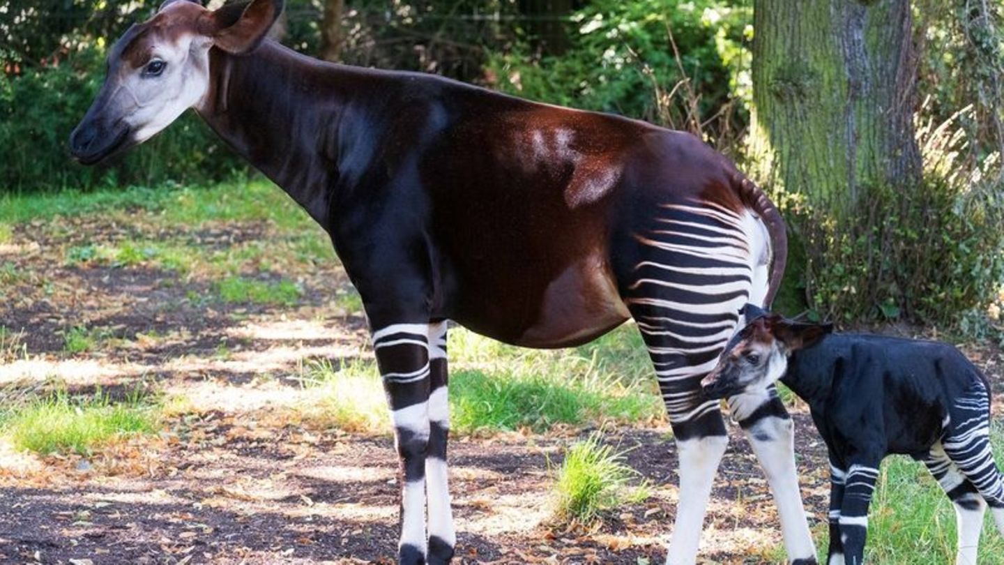 Waldgiraffen: Okapi-Nachwuchs im Frankfurter Zoo