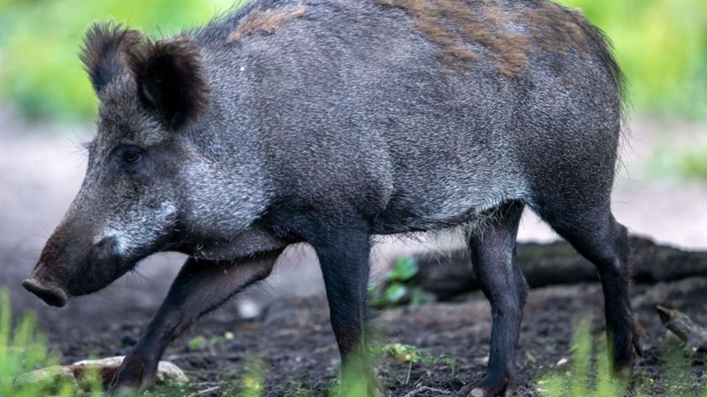 Maßnahme zur Eindämmung: 30 Kilometer Elektrozaun gegen Afrikanische Schweinepest