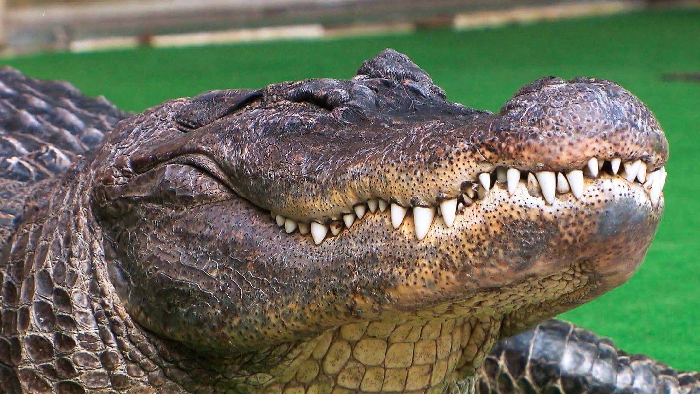 Mecklenburg-Vorpommern: Alligator als Haustier – Familie lebt seit 42 Jahren mit 