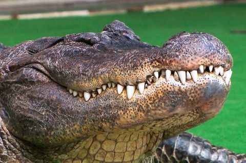 Alligator als Haustier im Pool: "Zu faul, um auszubrechen"