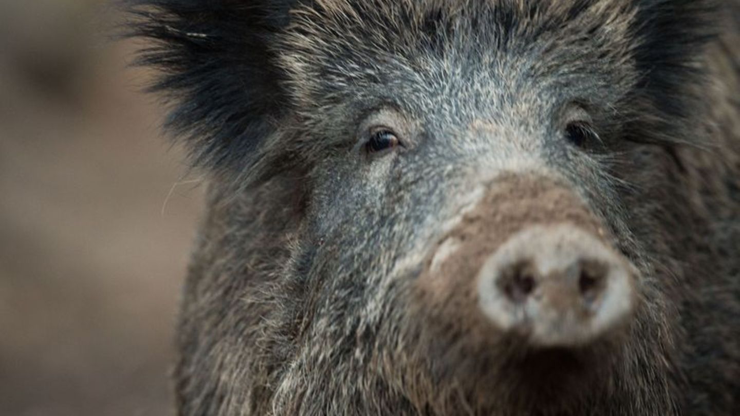 Krankheiten: Wegen Schweinepest: Ministerium appelliert an Reisende