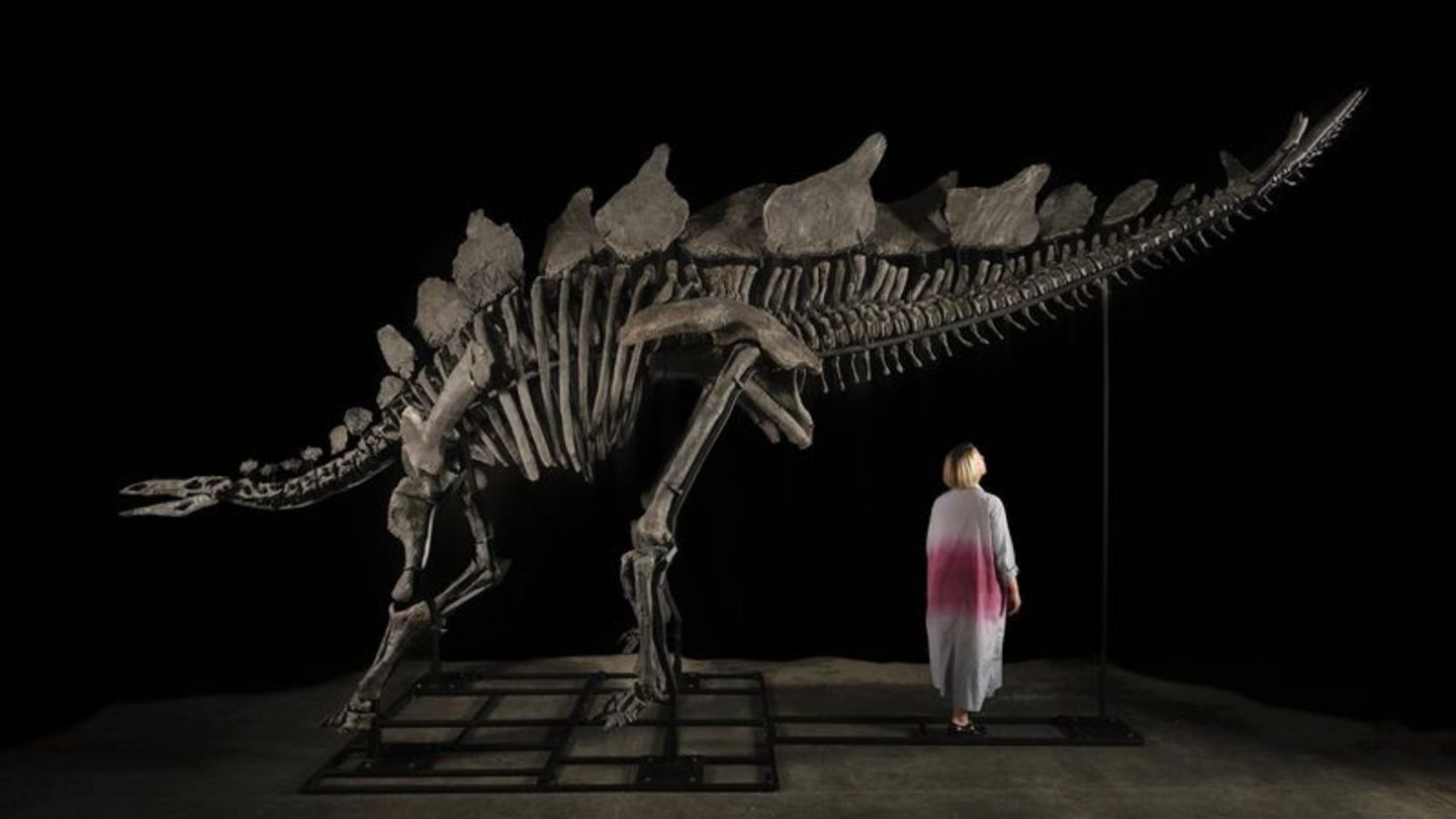 Teure Knochen: Dino-Skelett bringt bei Auktion Rekordsumme