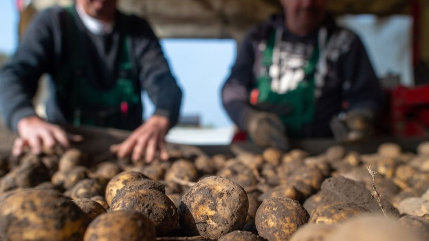 Kartoffelernte: Kartoffeln teuer - Regen führt mancherorts zu Totalausfällen