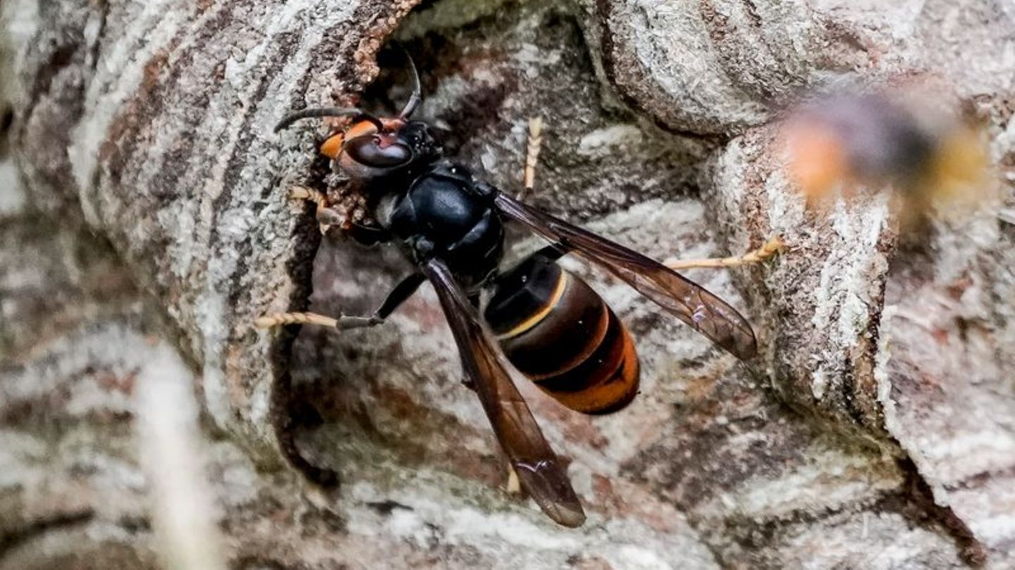 Eingeschlepptes Insekt: Gefahr für Bienen: Asiatische Hornisse bald in Sachsen?