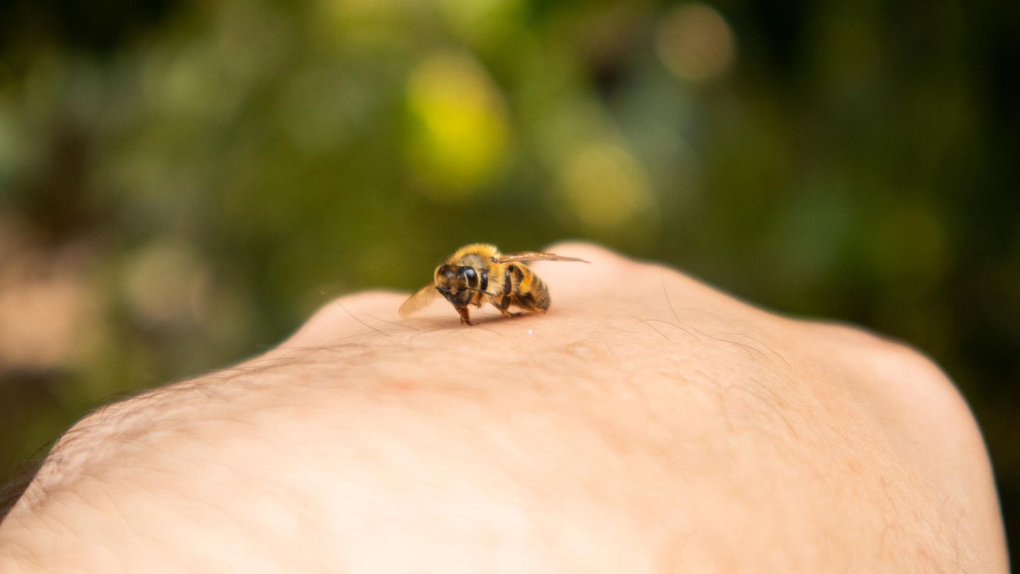 Cool bleiben: Über das schmerzhafte Duell mit einer Honigbiene