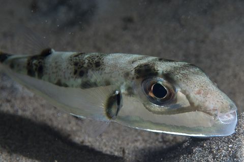 Fischer fängt einer der giftigsten Fische der Welt im Mittelmeer