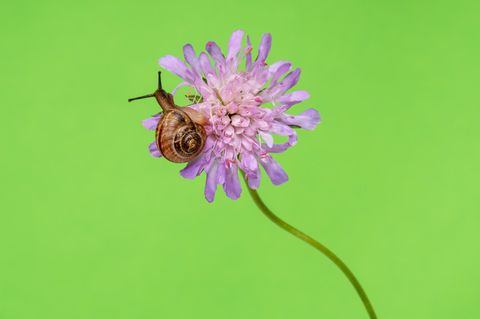 Schnecke im Garten auf Blume