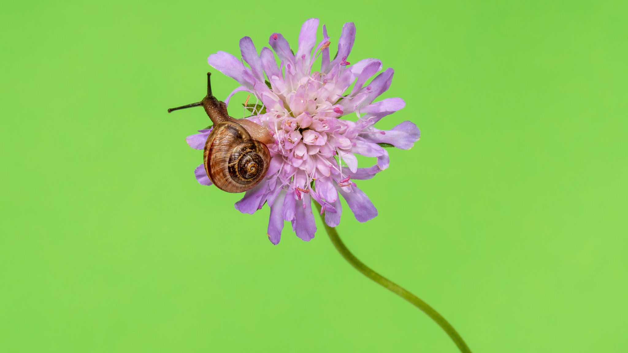 Schnecke im Garten auf Blume