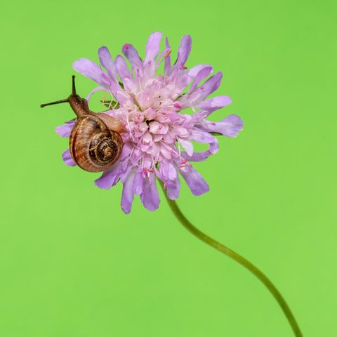 Schnecke im Garten auf Blume