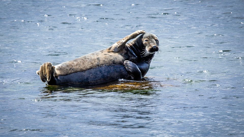 Kegelrobbe auf einem Stein